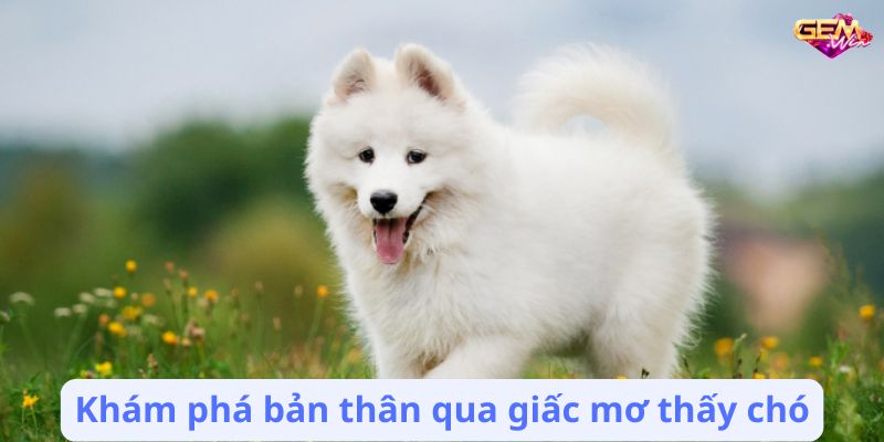 Khám phá bản thân qua giấc mơ thấy chó